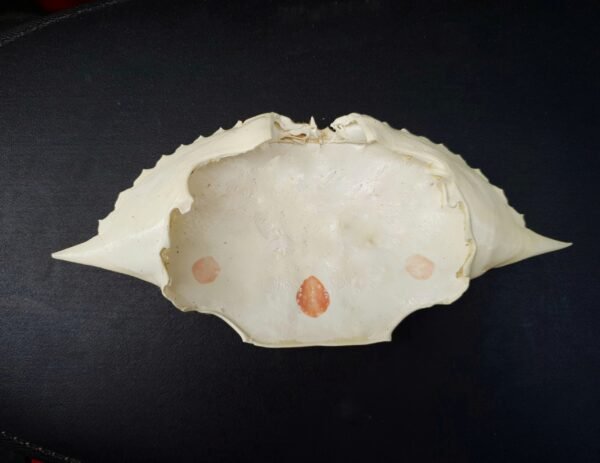 crab shell